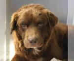 Small Golden Retriever Mix
