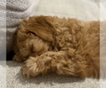 Small #9 Cavapoo