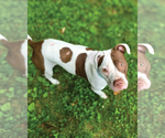 Small #4 American Pit Bull Terrier