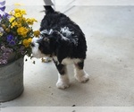 Small #8 Miniature Bernedoodle