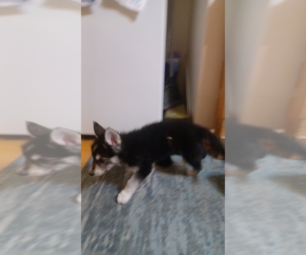 Medium Photo #9 Gerberian Shepsky Puppy For Sale in EDMORE, MI, USA