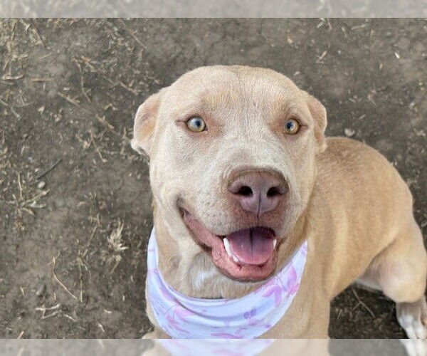 Medium Photo #3 Labrador Retriever-Unknown Mix Puppy For Sale in Tulsa, OK, USA