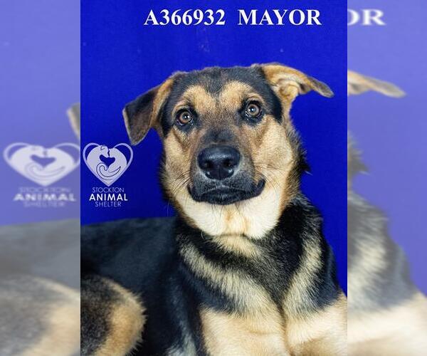 Medium Photo #2 German Shepherd Dog-Unknown Mix Puppy For Sale in Stockton, CA, USA