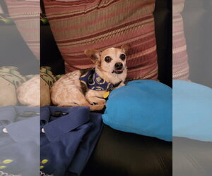Chaplin NJ - Male Chihuahua-Unknown Mix Dog for Adoption - Photo #2