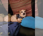 Small #1 Chihuahua Mix