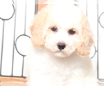 Small #2 Poochon