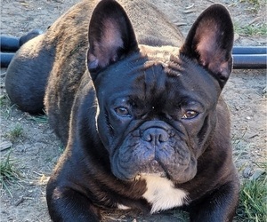 French Bulldog Puppy for sale in SPRINGFIELD, OR, USA
