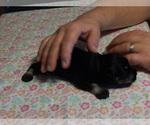 Small Photo #4 Schnauzer (Miniature) Puppy For Sale in ROCKINGHAM, NC, USA