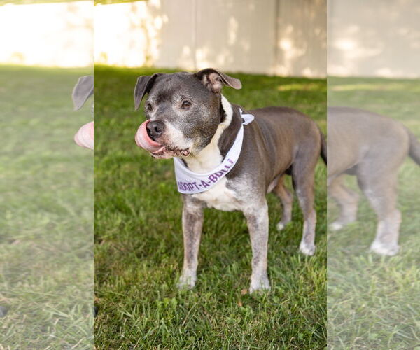 Medium Photo #3 Staffordshire Bull Terrier-Unknown Mix Puppy For Sale in Crete, IL, USA