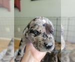 Small Photo #26 Daniff-Neapolitan Mastiff Mix Puppy For Sale in MONTEVIEW, ID, USA