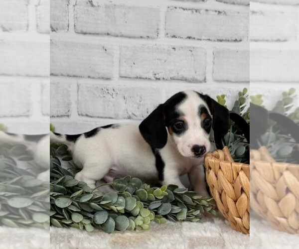Medium Photo #2 Dachshund Puppy For Sale in MIRAMAR, FL, USA