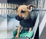 Small #5 Rat Terrier Mix