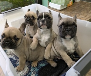 French Bulldog Puppy for Sale in MORGANTOWN, Pennsylvania USA