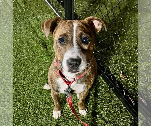 Medium Photo #6 Mutt Puppy For Sale in Canton, CT, USA