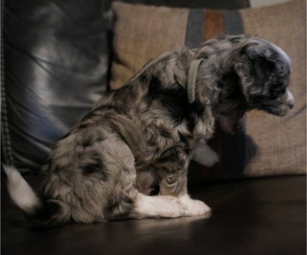 Medium Photo #11 Golden Mountain Doodle  Puppy For Sale in JIM FALLS, WI, USA