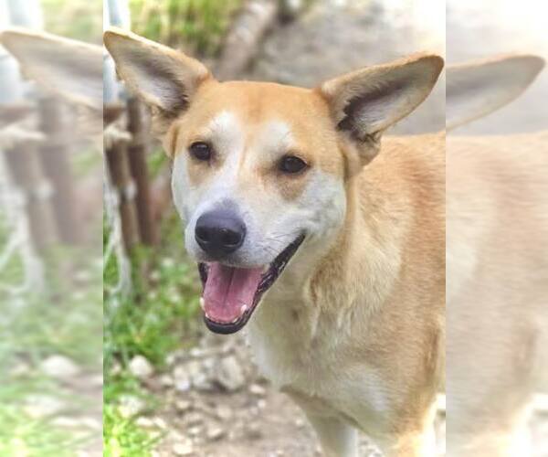 Medium Photo #1 Mutt Puppy For Sale in Crandall, GA, USA