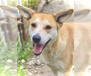 Mutt Dogs for adoption in Crandall, GA, USA