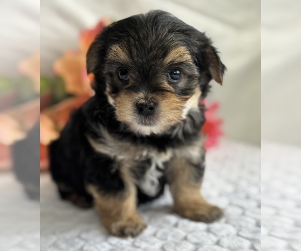 Medium Photo #5 Morkie Puppy For Sale in ROCK STREAM, NY, USA