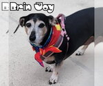 Small #12 Dachshund