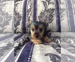 Small Photo #4 Yorkshire Terrier Puppy For Sale in BOWLING GREEN, MO, USA