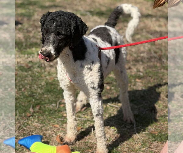 Medium Photo #3 Poodle (Standard)-Unknown Mix Puppy For Sale in Yardley, PA, USA