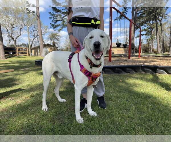 Medium Photo #5 Great Pyrenees-Unknown Mix Puppy For Sale in Houston, TX, USA
