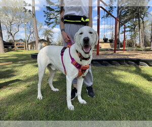 Blanco - Male Great Pyrenees-Unknown Mix Dog for Adoption - Photo #5