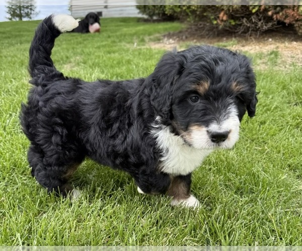 Medium Photo #2 Bernedoodle Puppy For Sale in SIBLEY, IL, USA
