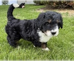 Small #1 Bernedoodle