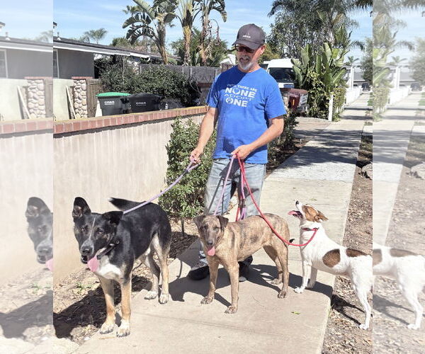 Medium Photo #6 Catahoula Leopard Dog-Retriever  Mix Puppy For Sale in Newport Beach, CA, USA