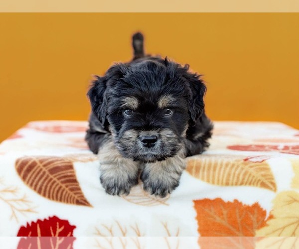 Medium Photo #1 Mutt Puppy For Sale in Rochester, NY, USA