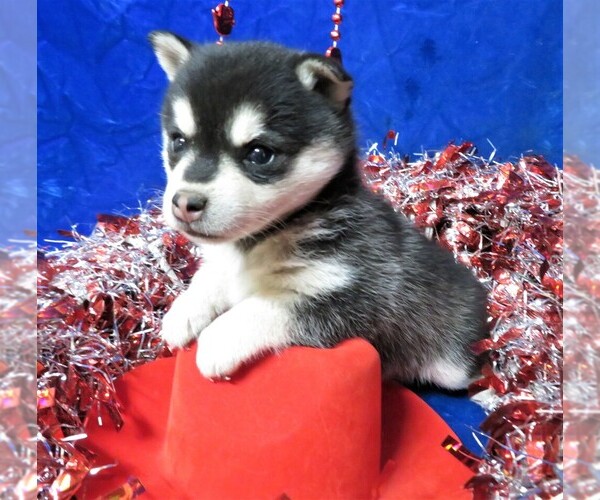 Medium Photo #5 Alaskan Klee Kai Puppy For Sale in NORWOOD, MO, USA