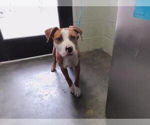 Mutt Dogs for adoption in Tulsa, OK, USA