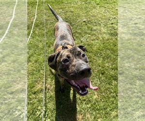 Great Dane-Mutt Mix Dogs for adoption in CLARION, PA, USA
