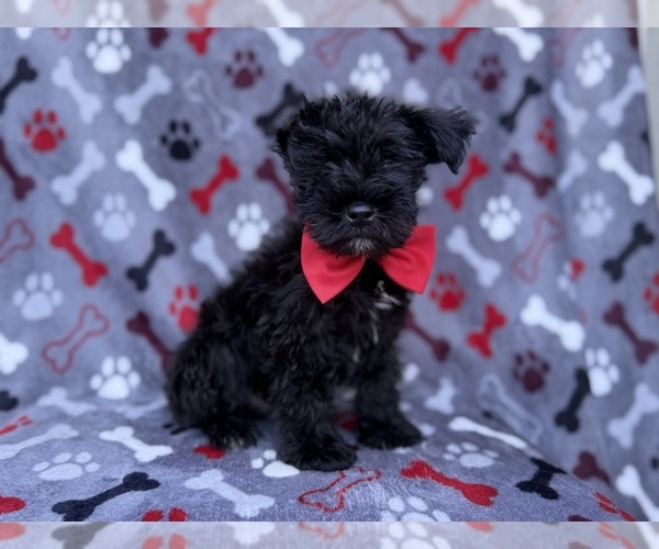 Medium Photo #6 Schnauzer (Miniature) Puppy For Sale in LAKELAND, FL, USA