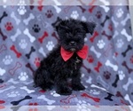 Zeus - Male Schnauzer (Miniature) Puppy for Sale - Photo #6