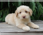 Small #3 Labradoodle