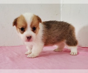 Pembroke Welsh Corgi Puppy for sale in CLARK, MO, USA