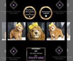 Puppy Doodlebug AKC Poodle (Toy)