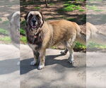 Small Leonberger Mix