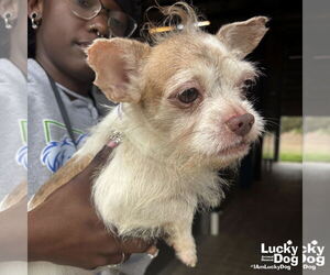 Chihuahua-Unknown Mix Dogs for adoption in Washington, DC, USA