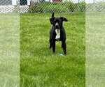 Small #2 American Pit Bull Terrier-Labrador Retriever Mix