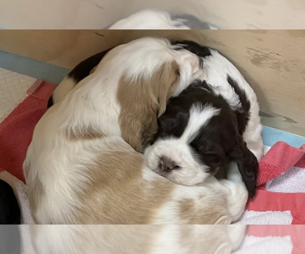 Medium Photo #4 English Springer Spaniel Puppy For Sale in LOOKOUT MOUNTAIN, TN, USA