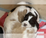Small Photo #4 English Springer Spaniel Puppy For Sale in LOOKOUT MOUNTAIN, TN, USA