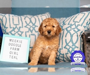 Goldendoodle Puppy for sale in HARMONY, FL, USA