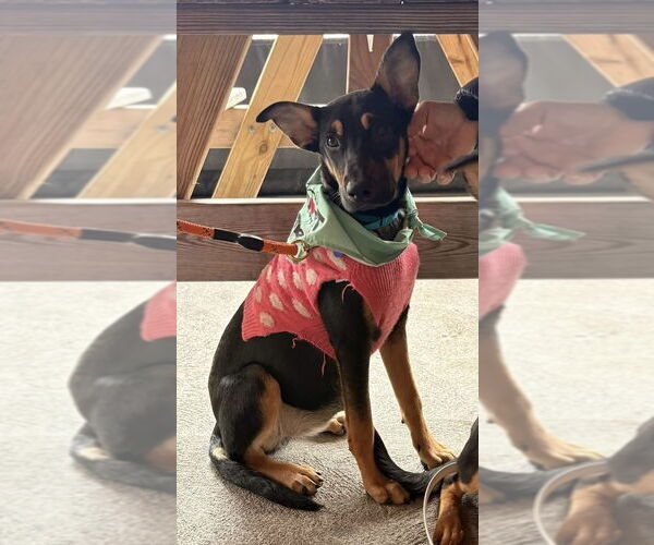 Medium Photo #9 German Shepherd Dog-Unknown Mix Puppy For Sale in Oak Bluffs, MA, USA