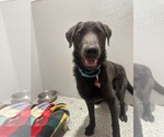 Small #1 Labrador Retriever Mix