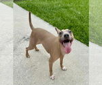 Small #1 American Pit Bull Terrier Mix