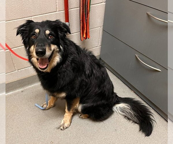 Medium Photo #1 Mutt Puppy For Sale in Fort Collins, CO, USA