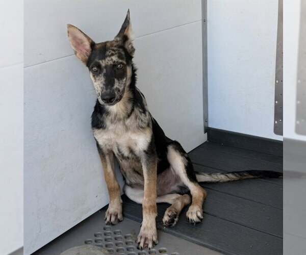 Medium Photo #1 Mutt Puppy For Sale in San Bernardino, CA, USA